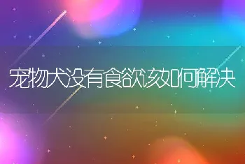 宠物犬没有食欲该如何解决