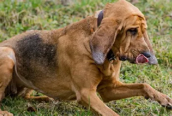 寻血猎犬耳朵怎么清洁 寻血猎犬耳朵护理方法