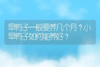 旱鸭子一般要养几个月？小旱鸭子如何能养好？