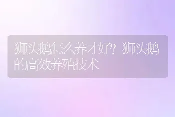 狮头鹅怎么养才好？狮头鹅的高效养殖技术