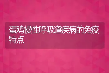 蛋鸡慢性呼吸道疾病的免疫特点