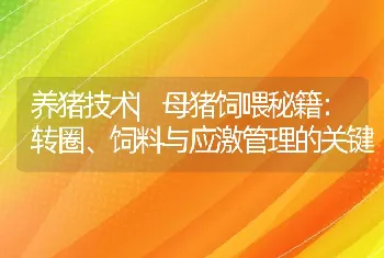 养猪技术|母猪饲喂秘籍：转圈、饲料与应激管理的关键