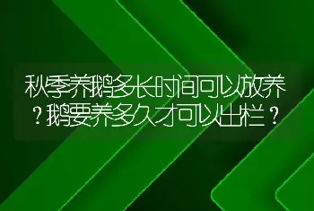 秋季养鹅多长时间可以放养？鹅要养多久才可以出栏？