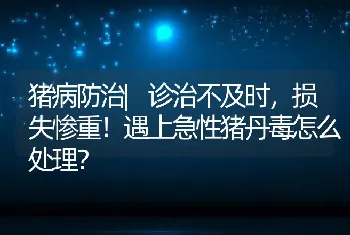 猪病防治|诊治不及时，损失惨重！遇上急性猪丹毒怎么处理？