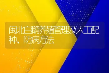 闽北白鹅养殖管理及人工配种、防病方法