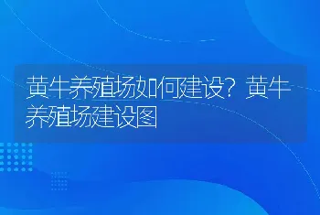 黄牛养殖场如何建设？黄牛养殖场建设图