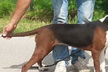 塞尔维亚三色猎犬的标准特征和喂食方法