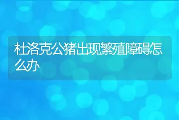 杜洛克公猪出现繁殖障碍怎么办