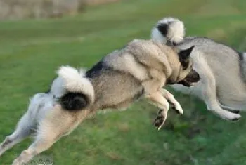 挪威猎鹿犬怎么洗澡 挪威猎鹿犬洗澡护理