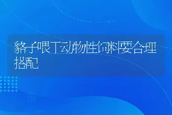 貉子喂干动物性饲料要合理搭配