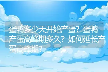 蛋鸭多少天开始产蛋？蛋鸭产蛋高峰期多久？如何延长产蛋高峰期？