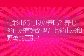 七彩山鸡可以放养吗？养七彩山鸡有销路吗？七彩山鸡和野鸡的区别？