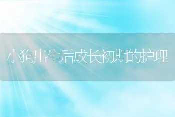 小狗出生后成长初期的护理