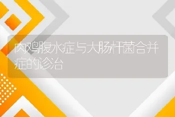 肉鸡腹水症与大肠杆菌合并症的诊治