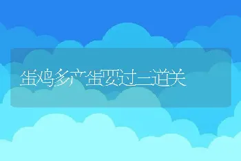 蛋鸡多产蛋要过三道关