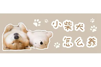 小柴犬怎么养