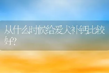 从什么时候给爱犬补钙比较好？