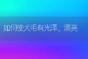 如何使犬毛有光泽、漂亮