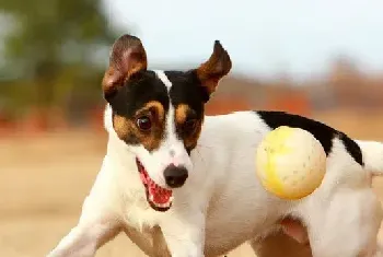 犬瘟热特效药的用药方法与注意事项