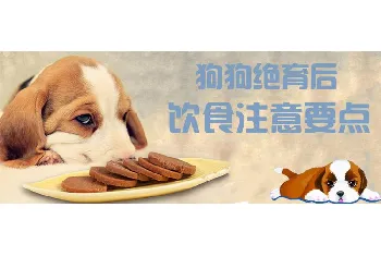 狗狗绝育后饮食注意要点