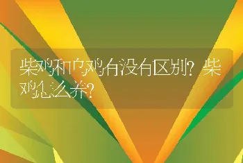 柴鸡和乌鸡有没有区别？柴鸡怎么养？