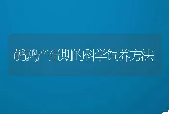 鹌鹑产蛋期的科学饲养方法