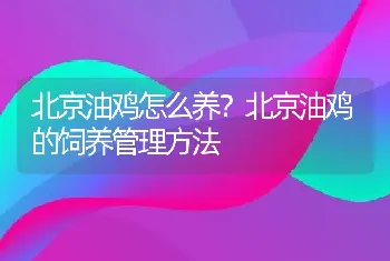 北京油鸡怎么养？北京油鸡的饲养管理方法