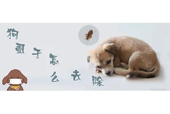 狗虱子怎么去除