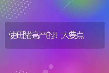 使母猪高产的4大要点