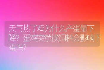 天气热了鸡为什么产蛋量下降？蛋鸡突然换饲料会影响下蛋吗？