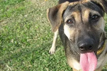 法国狼犬夏季饮食要注意什么 法国狼犬夏天饮食注意事项