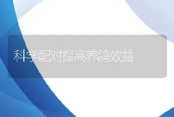 科学配对提高养鸽效益