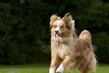 澳大利亚牧羊犬毛发怎么打理 澳洲牧羊犬毛发打理方法