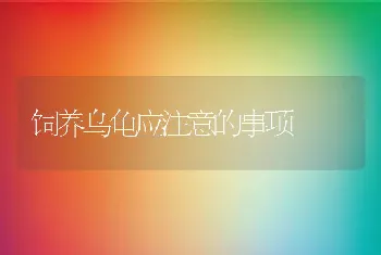 饲养乌龟应注意的事项