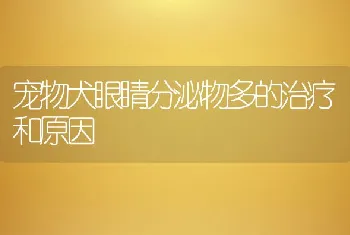 宠物犬眼睛分泌物多的治疗和原因