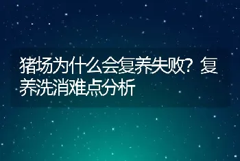 猪场为什么会复养失败？复养洗消难点分析