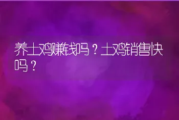 养土鸡赚钱吗？土鸡销售快吗？