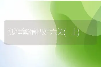 狐狸繁殖把好六关(上)