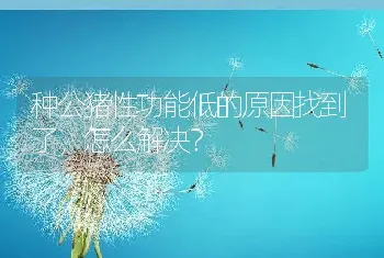 种公猪性功能低的原因找到了，怎么解决？