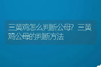 三黄鸡怎么判断公母?三黄鸡公母的判断方法