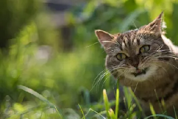 猫食欲不好