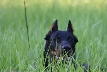 法国狼犬怎么洗澡 法国狼犬洗澡方法及注意事项