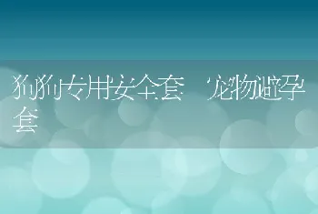 狗狗专用安全套 宠物避孕套