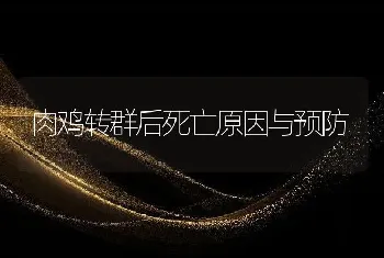 肉鸡转群后死亡原因与预防