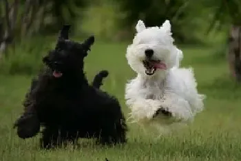 如何挑选比较好训的西高地白梗犬