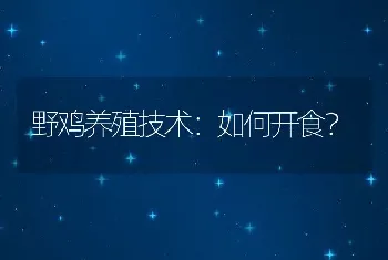 野鸡养殖技术：如何开食？