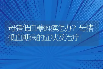 母猪低血糖瘫痪怎办？母猪低血糖病的症状及治疗！