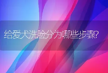 给爱犬洗脸分为哪些步骤?