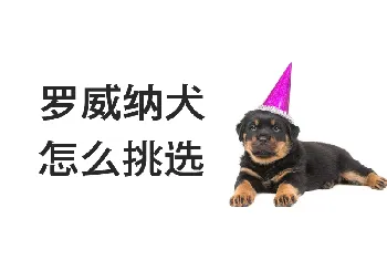 罗威纳犬怎么挑选