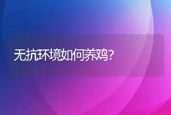 无抗环境如何养鸡？